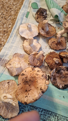 Гриб из Костанай