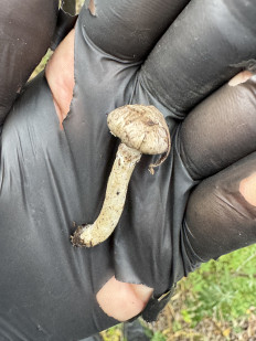 Гриб из Липецк