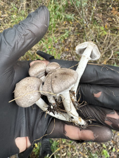 Гриб из Липецк