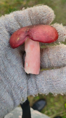 Гриб из Пермский край