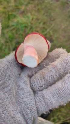 Гриб из Пермский край