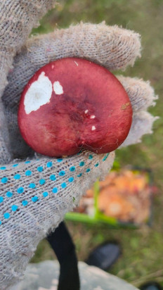 Гриб из Пермский край