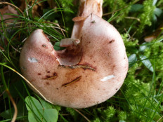 Гриб из Крань