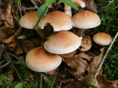 Опёнок кирпично-красный