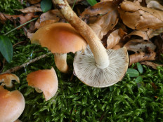 Опёнок кирпично-красный