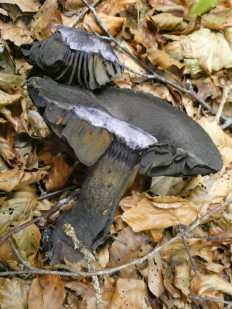 Паутинник фиолетовый