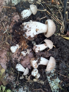 Гриб из Санкт-Петербург