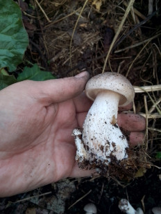 Гриб из Санкт-Петербург