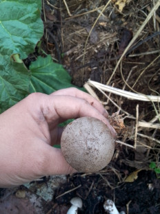 Гриб из Санкт-Петербург