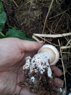 Гриб из Санкт-Петербург