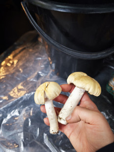 Гриб из Иваново