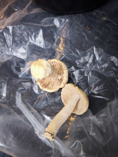 Гриб из Иваново