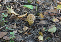 Гриб из Москва