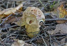 Гриб из Москва