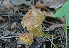 Гриб из Москва