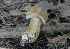 Гриб из Москва