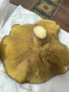 Гриб из Торревьеха