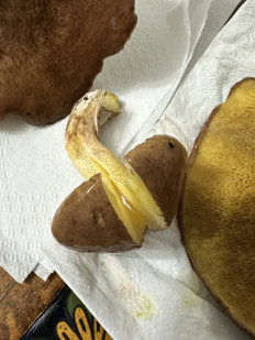 Гриб из Торревьеха