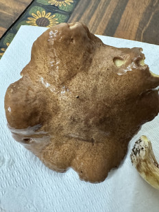 Гриб из Торревьеха