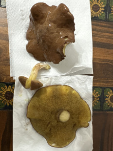 Гриб из Торревьеха