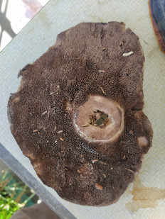 Ежовик пёстрый