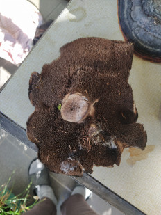 Ежовик пёстрый