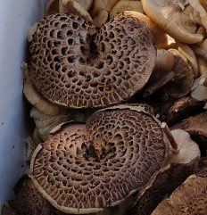 Ежовик пёстрый