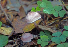 Гриб из Москва