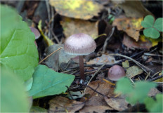 Гриб из Москва