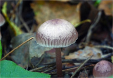 Гриб из Москва