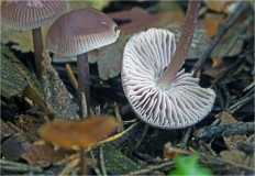 Гриб из Москва