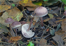 Гриб из Москва