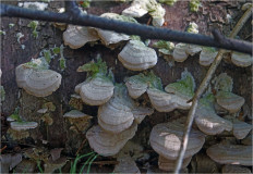 Гриб из Москва