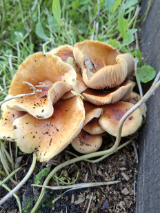 Гриб из Нижний Новгород (Нижегородская область)