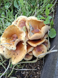 Гриб из Нижний Новгород (Нижегородская область)