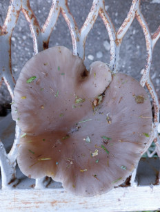 Гриб из Белгородская область