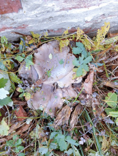 Гриб из Белгородская область