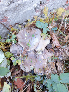 Гриб из Белгородская область