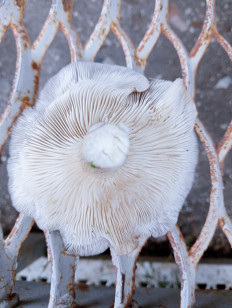 Гриб из Белгородская область