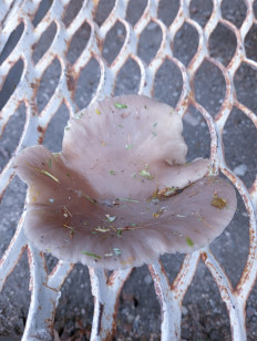 Гриб из Белгородская область