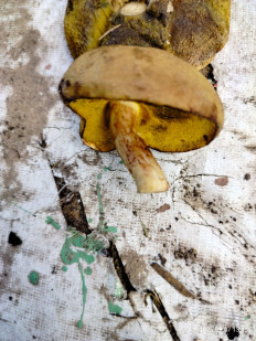 Моховик зелёный