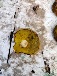 Моховик зелёный