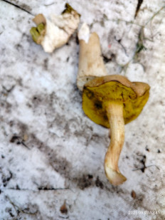 Моховик зелёный