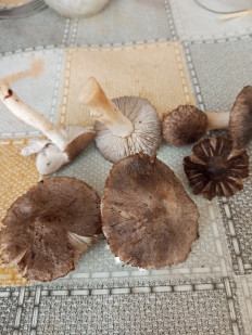 Гриб из Еманжелинск