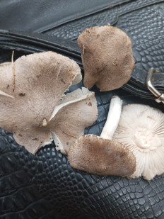 Гриб из Еманжелинск