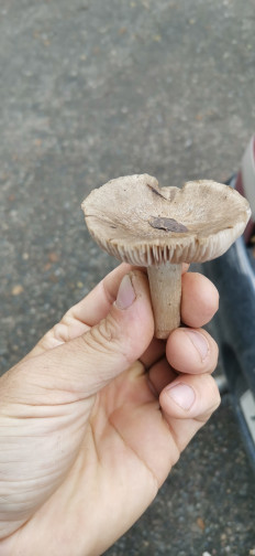 Гриб из Новопокровская