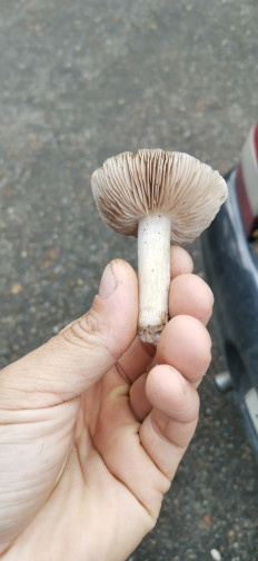 Гриб из Новопокровская