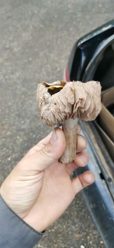 Гриб из Новопокровская