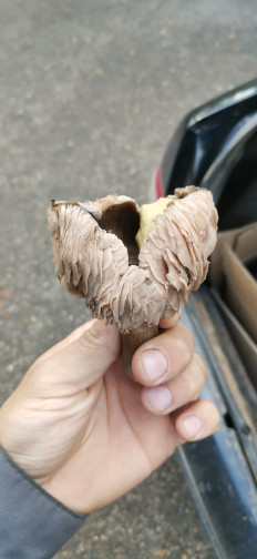 Гриб из Новопокровская