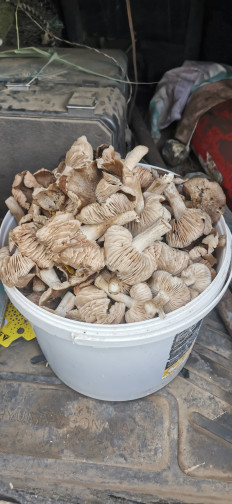 Гриб из Новопокровская